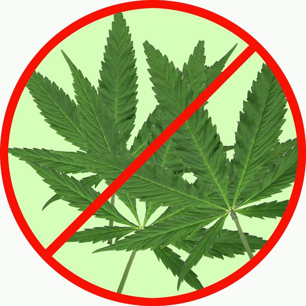 Marijuana Cannabis 30 x 30