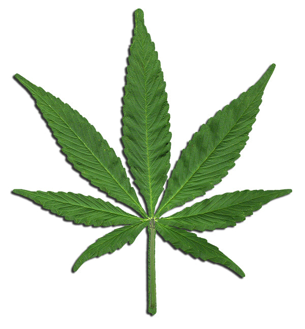 Marijuana Leaf 13×11 1/2