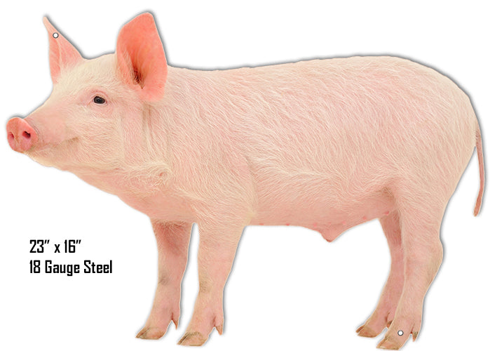 Pig Animal 16×23
