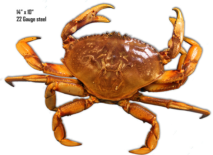 Crab Sea Animal 10×14