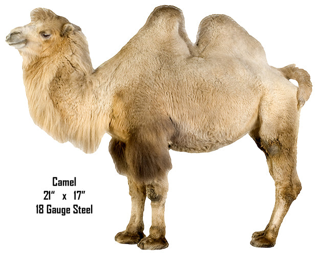 Bactrian Camel Animal 15×18