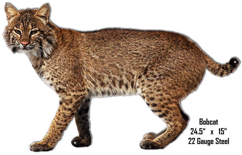 Bobcat Animal 15×24.5