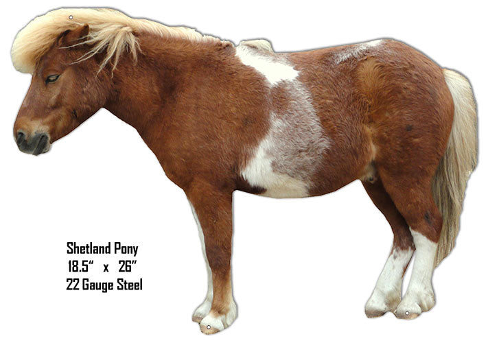 Shetland Pony Animal 18.5×26