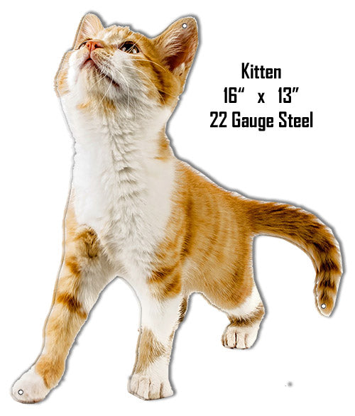 Kitten Animal 13×16