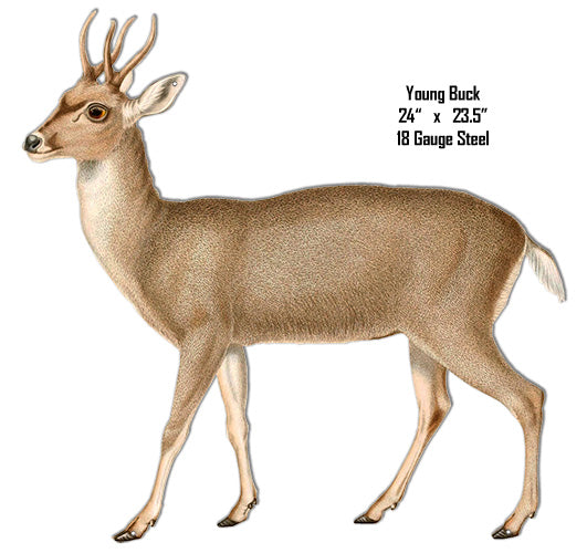 Young Buck Animal 23.5×24