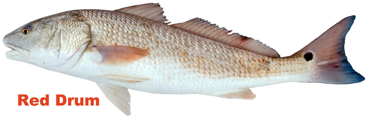Red Drum Fish Of 19.5×20.5
