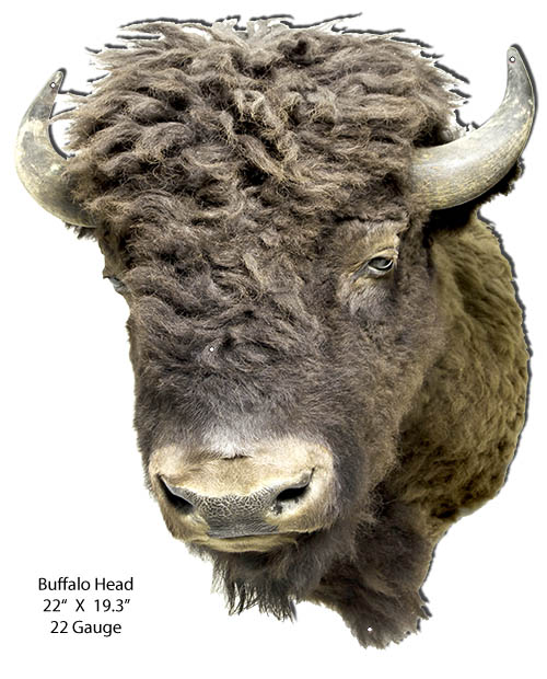 Buffalo Head Animal 19.3×24