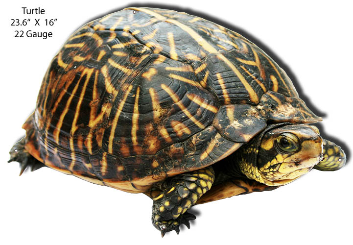 Turtle Animal 16×23.6