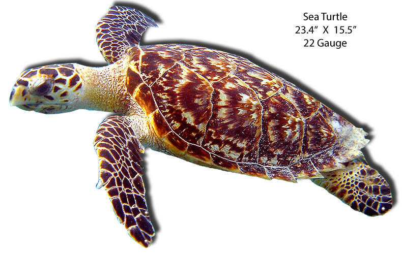 Sea Turtle Animal 15.5×23.4