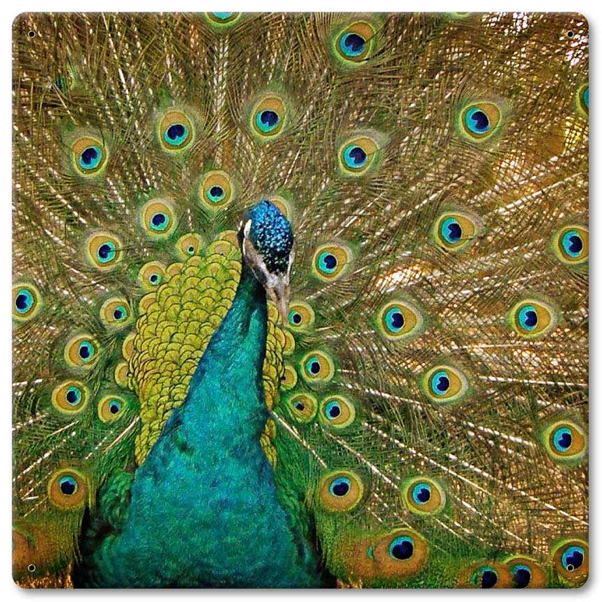 Peacock 12 x 12