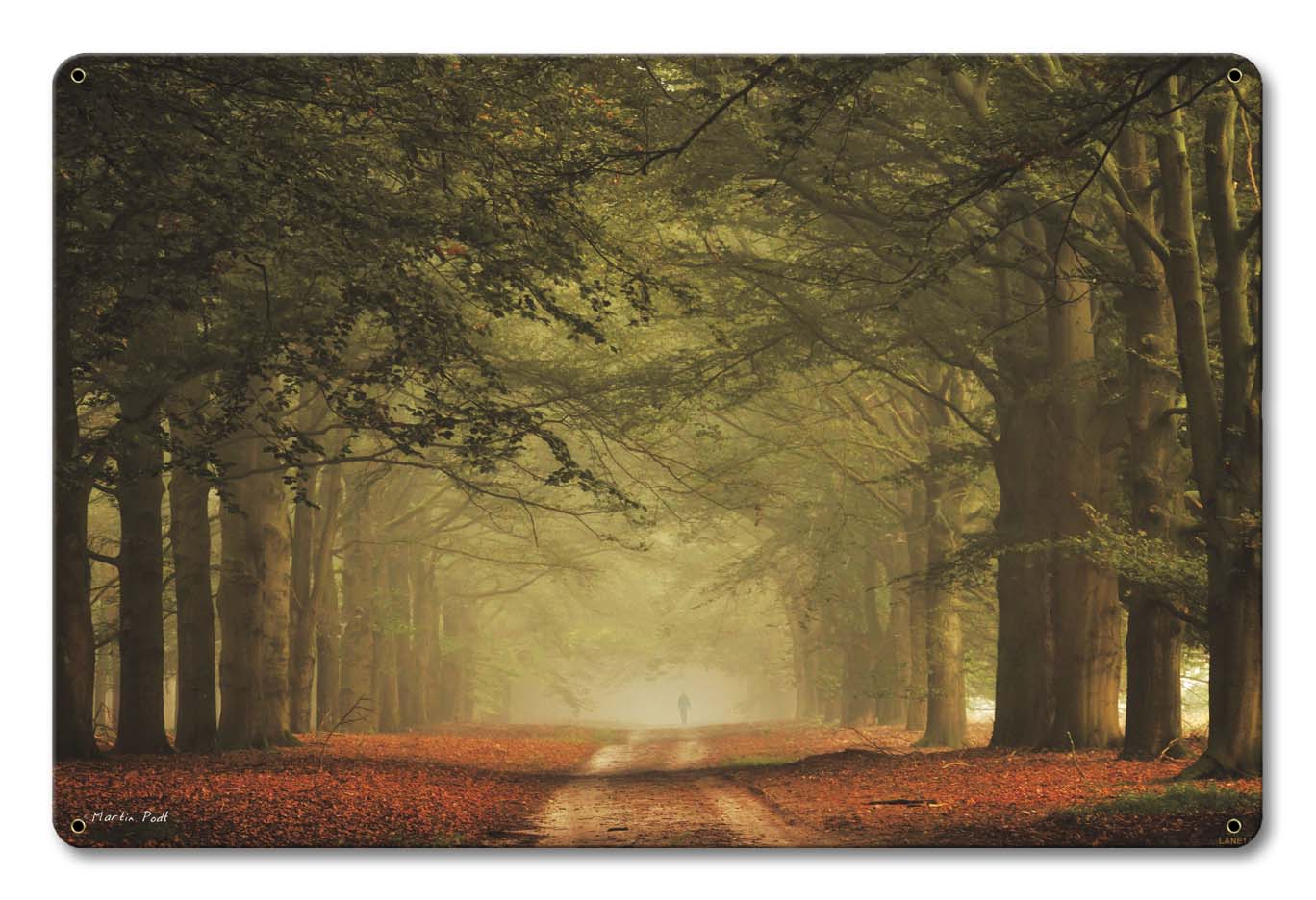 Walk In The Woods 18 x 12