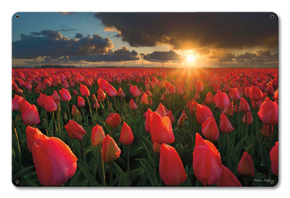 Tulip Field 18 x 12