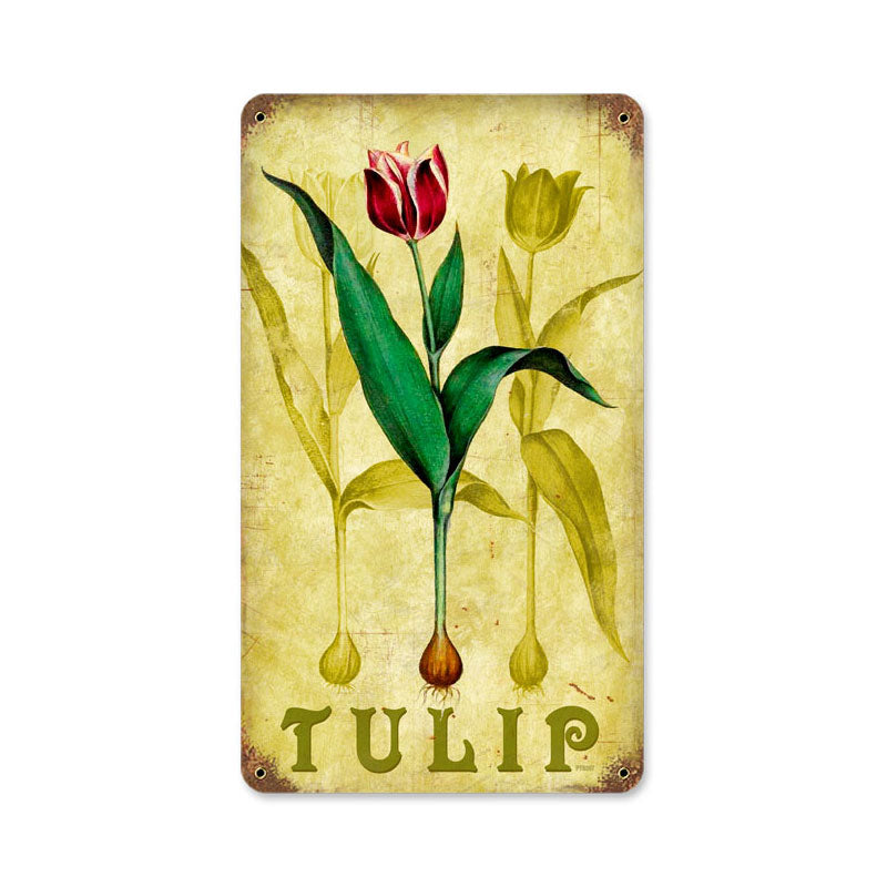 Tulip 8 x 14