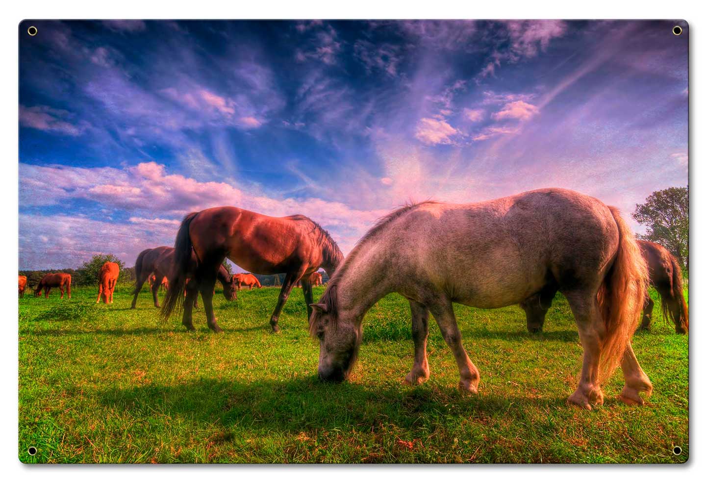 Wild Horse 2 24 x 16