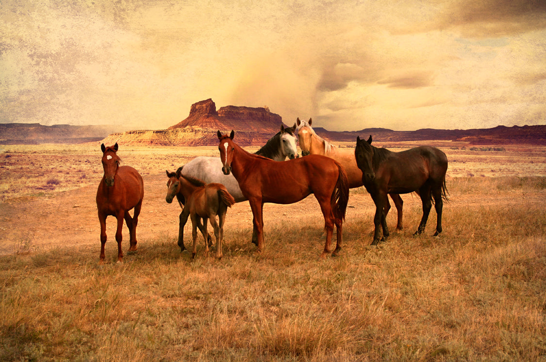 Wild Horses 3 24 x 16