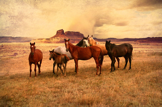 Wild Horses 3 24 x 16