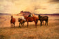Wild Horses 3 18 x 12