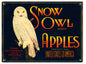 Snow Owl Apples 9×12