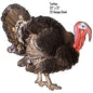 Turkey Animal 21×22