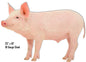 Pig Animal 16×23