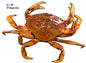 Crab Sea Animal 10×14