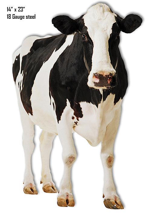 Front Of Cow Animal 14×23