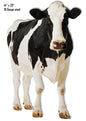 Front Of Cow Animal 14×23