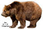 Bear Animal 16×24