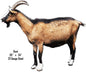 Goat Animal 20×24