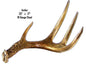 Right Antler Animal 17×23