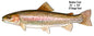 Rainbow Trout 8.5×24