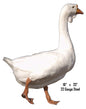 Geese Animal 18×23