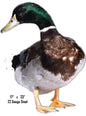 Mallard Duck Animal 17×23