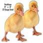 Ba Ducks Animal 10×10