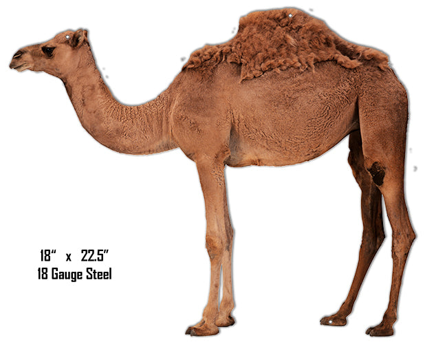 Camel Animal 18×22