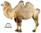 Bactrian Camel Animal 15×18