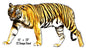 Tiger Animal 13.5×24