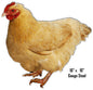 Hen Animal 16×17