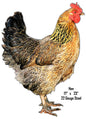 Rooster Animal 17×24