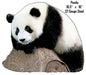 Panda Bear Animal 16×18.5