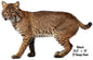 Bobcat Animal 15×24.5