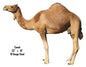 Camel Animal 18×23