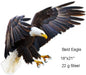 Bald Eagle Animal 18×21