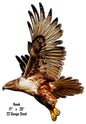 Hawk Animal 17×25