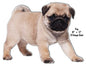 Pug Animal 12×16
