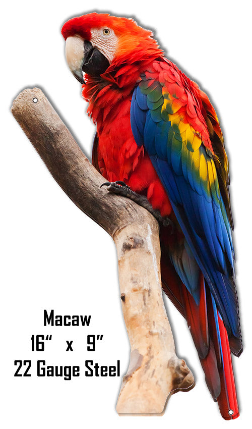 Macaw Animal 9×16
