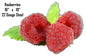 Raspberries 10×16