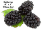 Blackberries 11×16