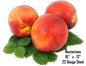 Nectarines 12×16