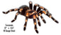 Tarantula Animal 6.5×12